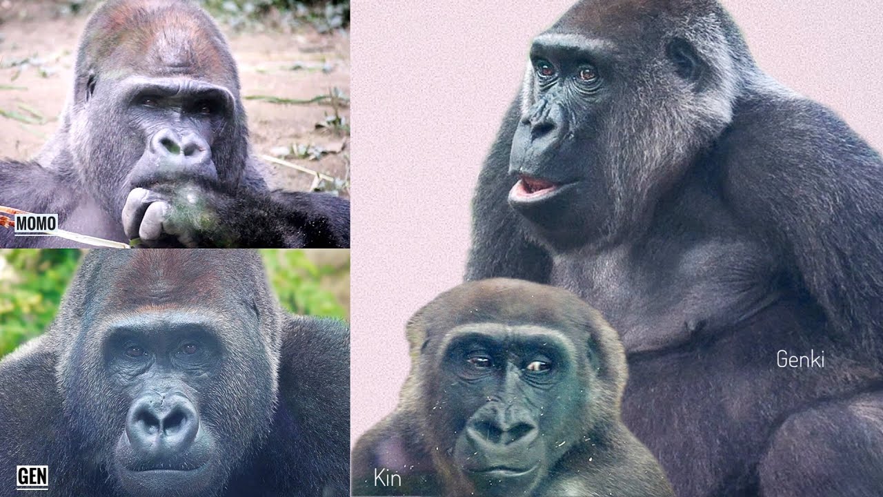 Новости о маме-гориллы и ее детеныше | О трех мальчиках  - Момо/Гентаро/Кинни