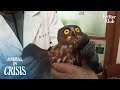 Baby Owl Trapped In An Underground Parking Lot Wants To See His Mom | Animal in Crisis EP190