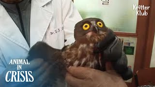 Baby Owl Trapped In An Underground Parking Lot Wants To See His Mom | Animal in Crisis EP190