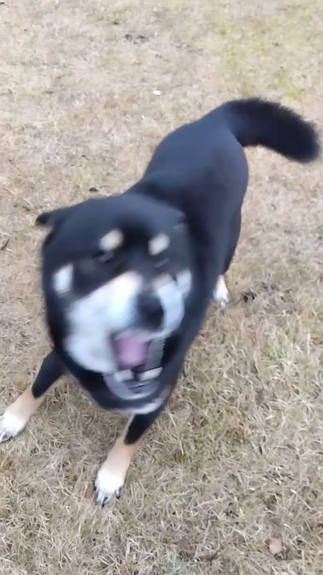 柴犬…くうちゃん - YouTube