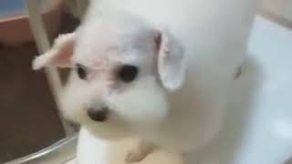 9GAG   Oh 🔊dog groomer what have you done  🐑
