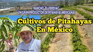 Cultivos de Pitahayas en Rancho El Tepeyac, Calvillo, Aguas Calientes, México.