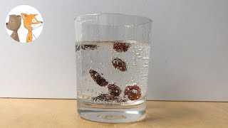 Dancing Raisins Science Experiments | #sciencewithkids #scienceathome screenshot 5