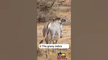 Did You Know That Samburu National Reserve Is A Home For The Special Five Animals Now You Know 
