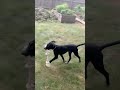 Chekov video