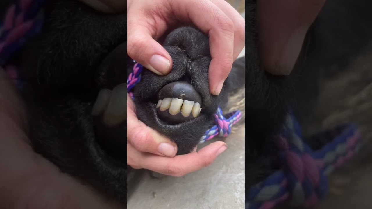 Quick Bits About Llamas & Alpacas