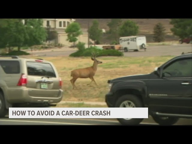 Deer Alert For Vehicles Avoids Deer Collisions Car Deer Warning