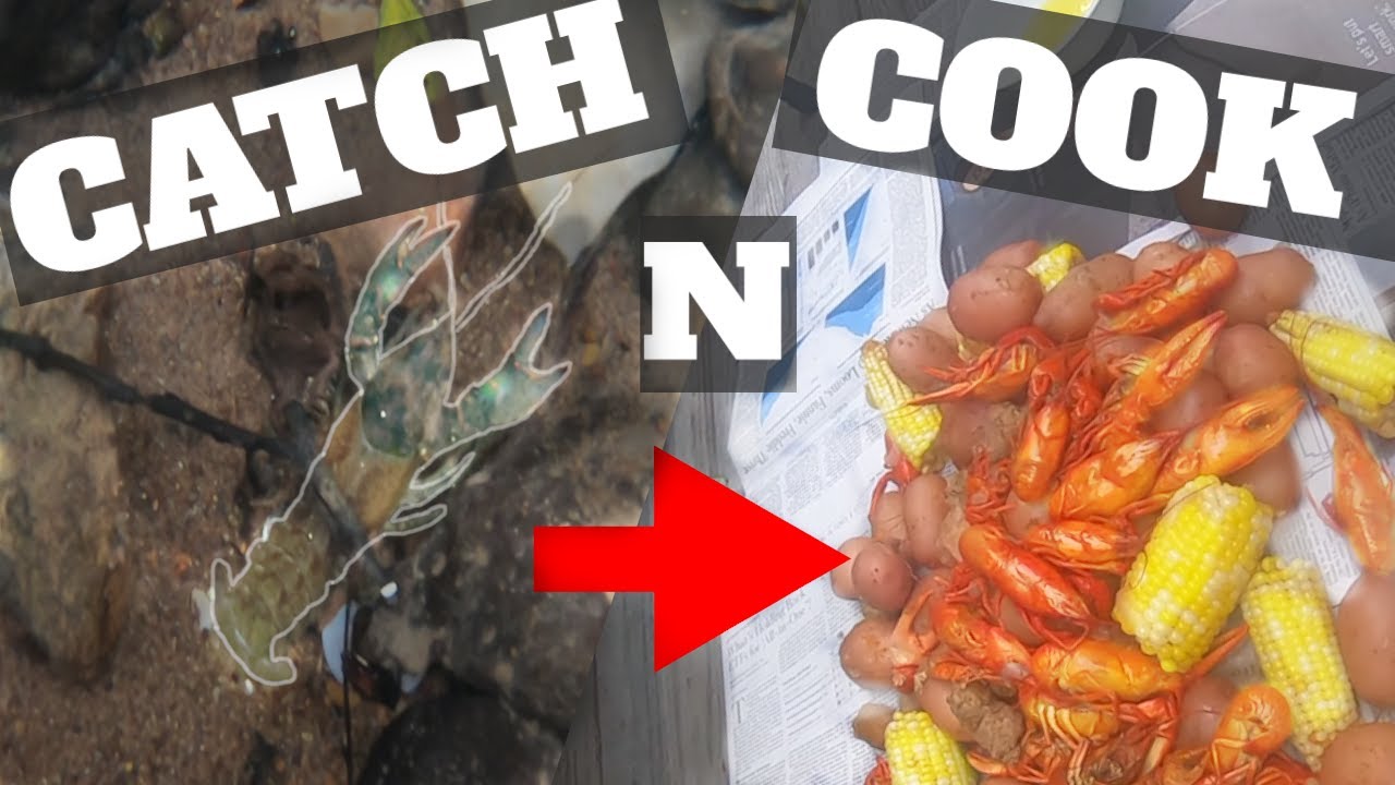 Best Easy Way To Catch Crayfish Crawfish How To Catch Crayfish By