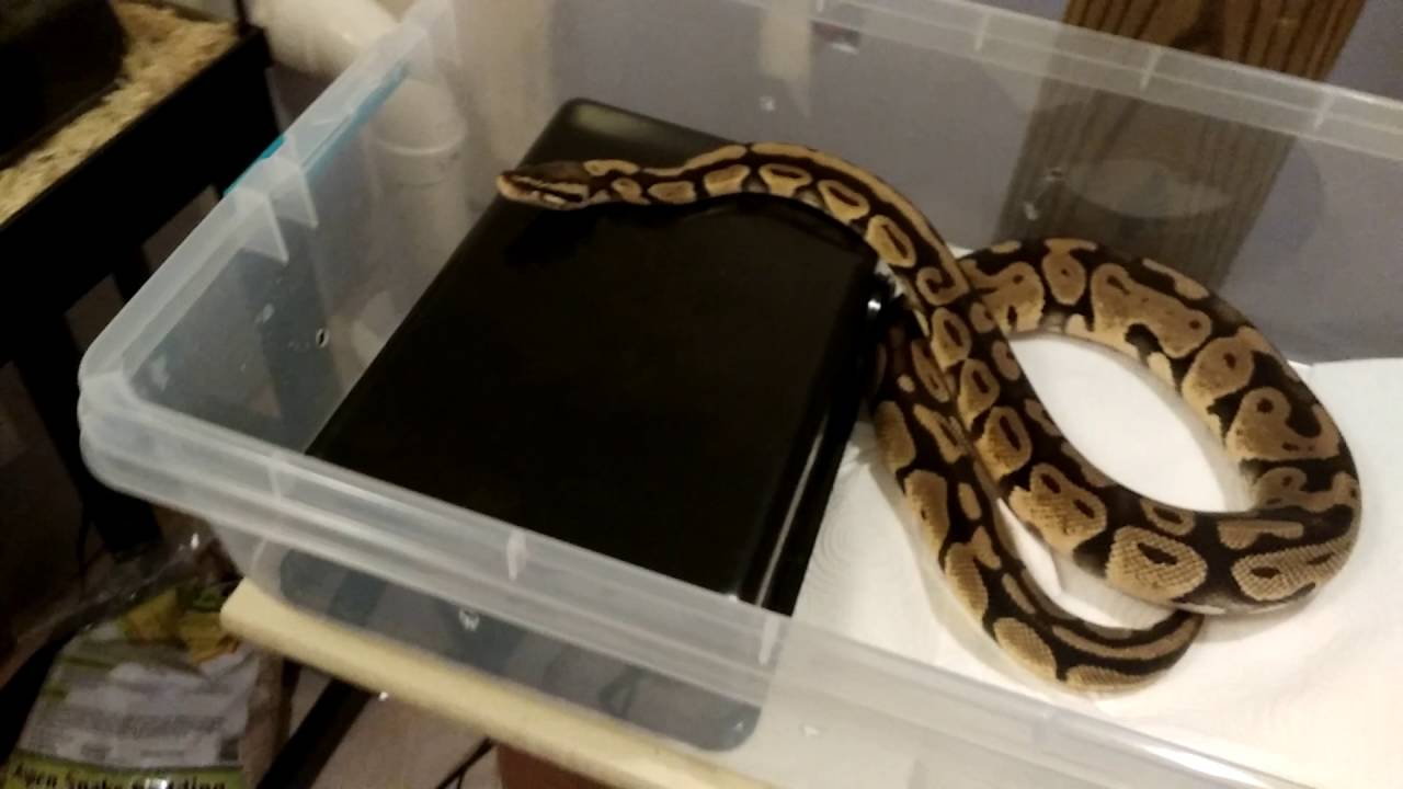 Ball Python Tub Set Up