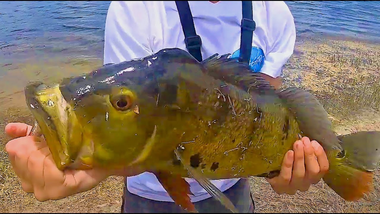 Peacock Bass Fishing Homestead Florida with Freshwater Bass Guides