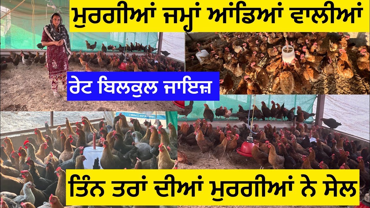 ਮੁਰਗੀਆਂ ਜਮ੍ਹਾਂ ਆਂਡਿਆਂ ਵਾਲੀਆਂ ! ਰੇਟ ਬਿਲਕੁਲ ਜਾਇਜ਼ ? ਤਿੰਨ ਤਰ੍ਹਾਂ ਦੀਆਂ ਮੁਰਗੀਆਂ ਨੇ ਸੇਲ 