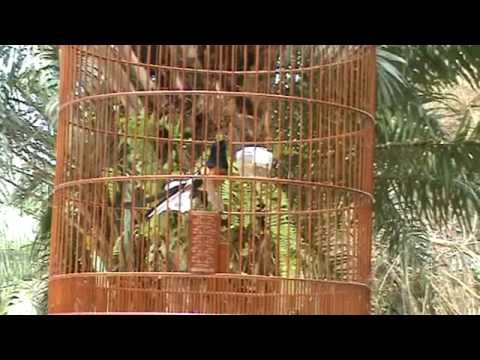 Murai Batu (Shama) Vs Wild Shama