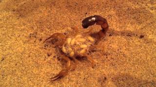 Scorpion Moms | California Academy of Sciences