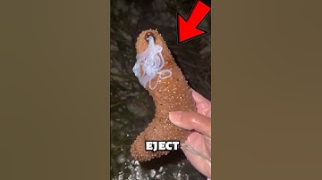 Why Do Sea Cucumbers Eject Their Guts? #shorts