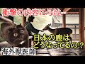 【猫ミーム】奈良で涙が止まらなかった理由とは…!?海外獣医師が見た“日本の奇跡”