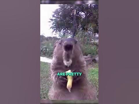 Why Groundhogs Eat in Front of Cameras 😮😮 #shorts - YouTube