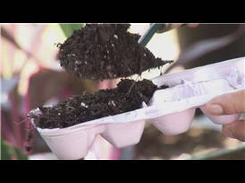 Gardening From Seeds : How to Plant Seeds in Egg C...