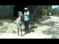 Entrenamiento de caballos alta escuela