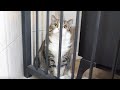 思わず檻の中に入ってしまったねこ。-Maru has entered the cage on impulse.-