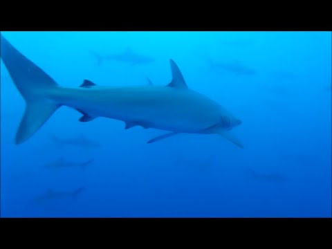 Encuentros con tiburones: lo que usted debe saber