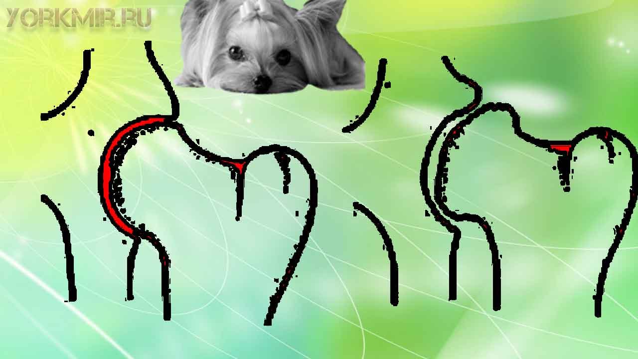 Дисплазия у собак | Лечение | Профилактика.