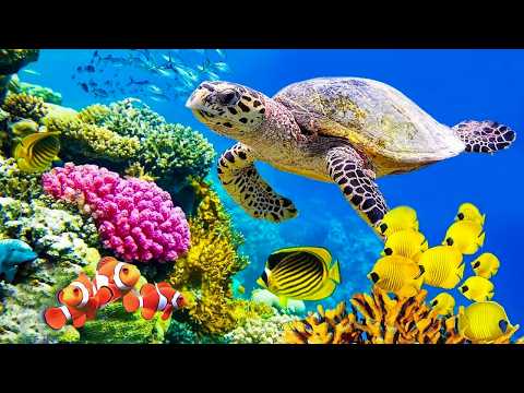 Calming Music for Heart & Soul - Relieve Stress, Overthinking, Achieve Inner Balance, Relaxation #9