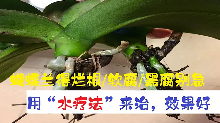 蝴蝶兰烂根、软腐、黑腐别急！用2种“水疗法”来治，新根新叶长出来，效果很不错！（阿涛养花72期） - 天天要闻