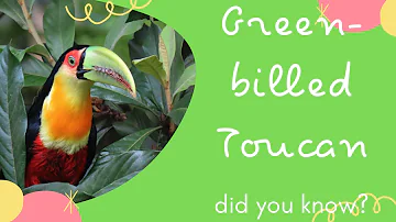 Green-billed Toucan facts🦩Red-breasted Toucan 🦩found in the Atlantic Forest
