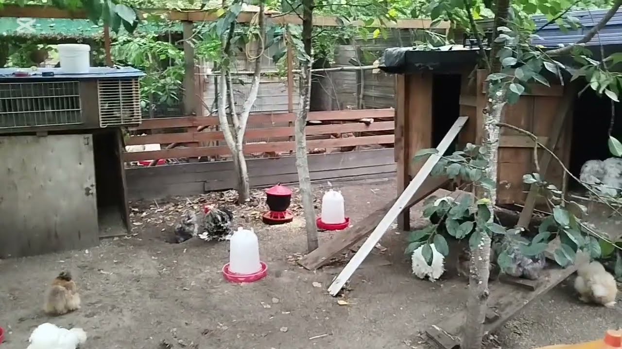 Sąsiad za płotem. Poprawiam kurnik dla silek. Pierwsze porządki na wybiegu. 