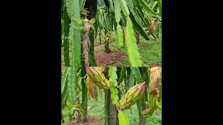 Dragon Fruit   shorts Dragon fruit farming variety fruits exotic fruits plant