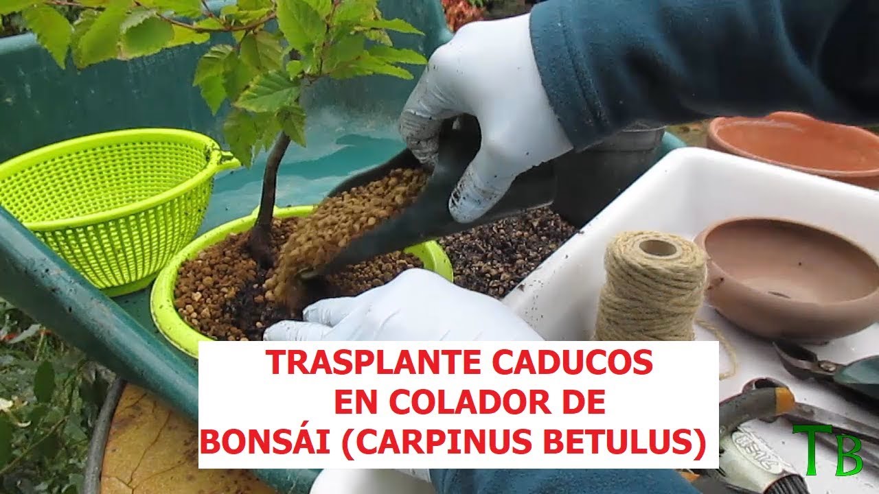 TRASPLANTE DE CADUCO PEQUEÑO CARPINUS BETULUS ֍ CURSO BÁSICO DE BONSÁI