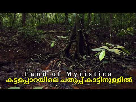 കട്ടളപ്പാറയിലെ ചതുപ്പ് കാട്ടിനുള്ളിൽ land of Myristica