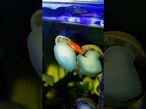 ADA IKAN MATI SEDANG DI MAKAN KEONG!! PULUHAN IKAN JADI MATI DAN JADI MAKANAN KEONG #shorts