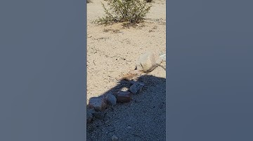Sidewinder Rattle Snake