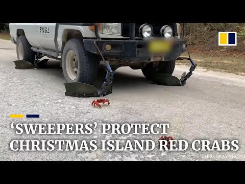 ‘Crab-sweepers’ help drivers navigate during Australia’s annual red crab migration