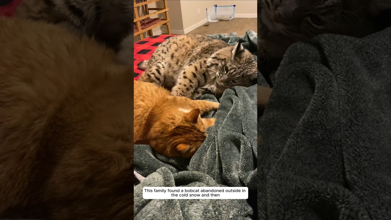 This family found a bobcat abandoned outside in the cold snow and then