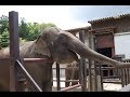 永久保存版 | 大人気の小象 子供の頃のゆめ花ちゃん | そしてラクダとリャマも | 千葉県市原ぞうの国 - Ichihara Elephant Kingdom in Chiba