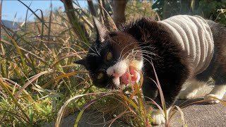草食って喋りだす猫