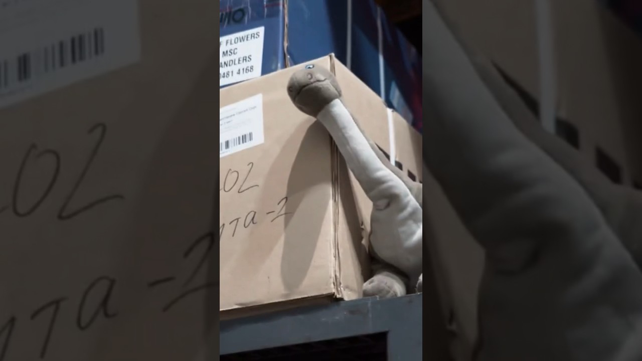 Зачем холодильная камера в грузовом терминале? Рассказали в новом выпуске IT’S DME😏 