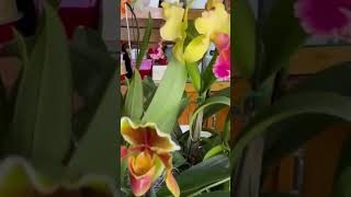 Regalar plantas en fechas especiales #plantasregalo #plantas #flores  #naturaleza #orquideas