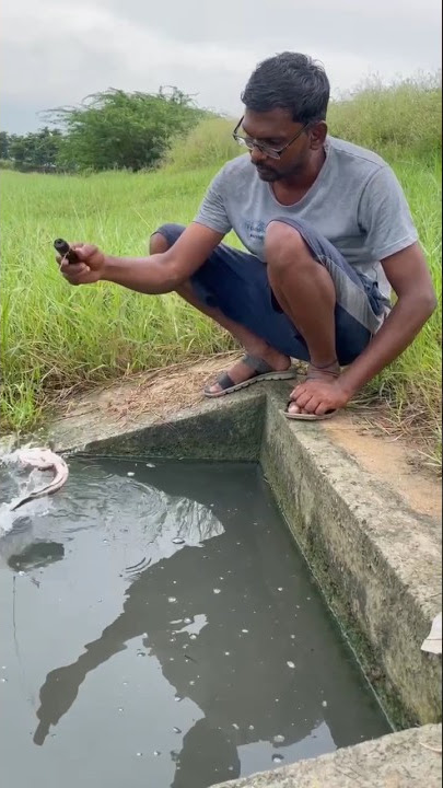 Amazing viral Fish Catchined #Fish hunting #viral #shorts