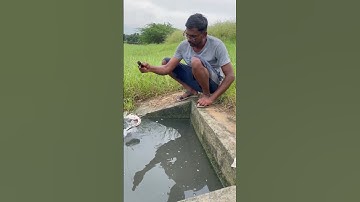 Amazing viral Fish Catchined #Fish hunting #viral #shorts