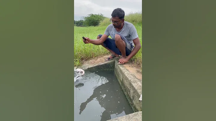 Amazing viral Fish Catchined #Fish hunting #viral #shorts