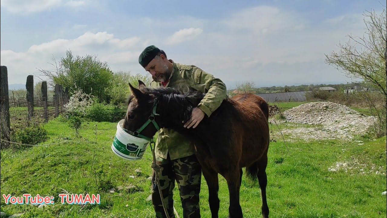Лахиб и Арифа,Чем глистовал от паразитов .жеребец лошадь,туман.