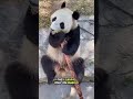 This Is Why Pandas Are So Rare ЁЯШп This Is Why Pandas Are So Rare ЁЯШп