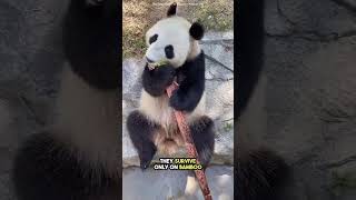 This Is Why Pandas Are So Rare