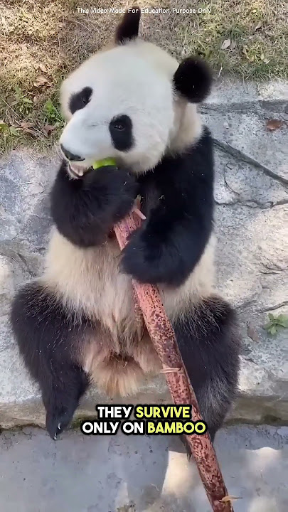 This Is Why Pandas Are So Rare 😯