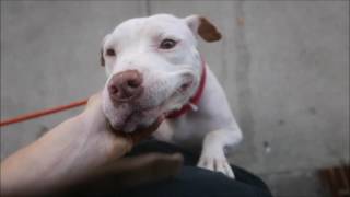 Spirit - A1095248 - Brooklyn Acc
