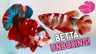 UNBOXING lots of Betta Fish from a Viewer!