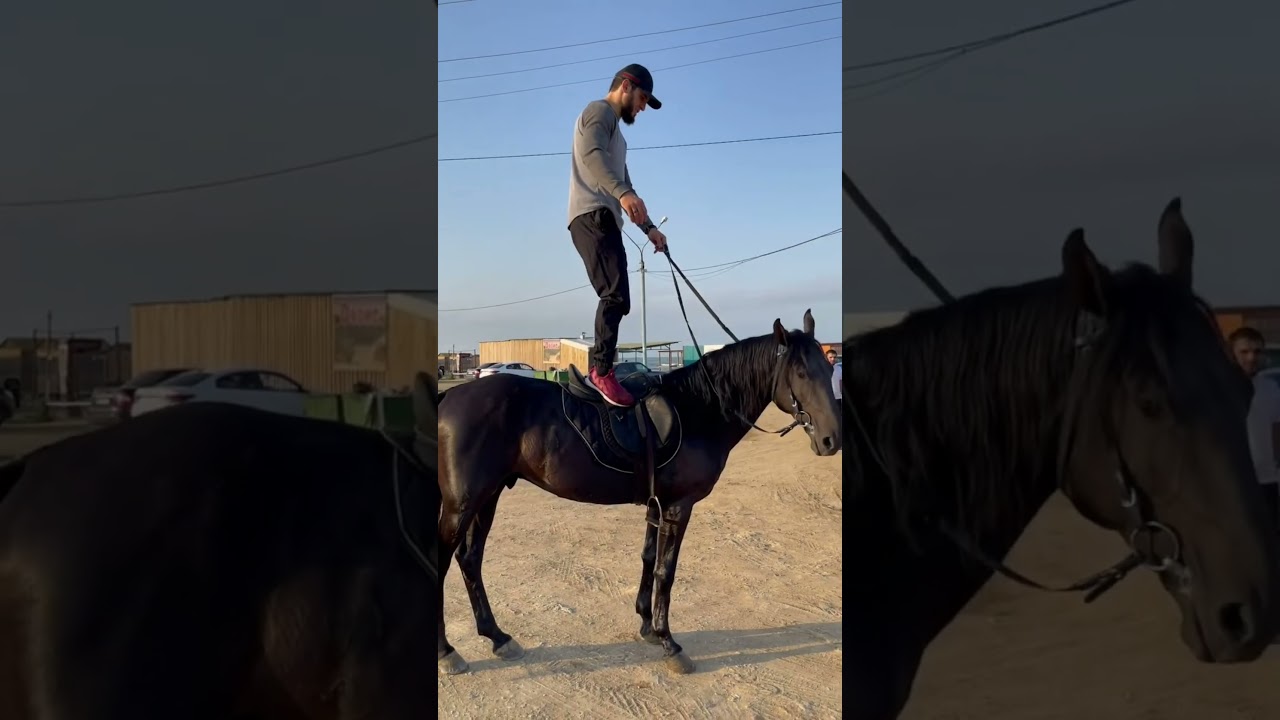 Ислам Махачев спровоцировал собаку напасть на его лошадь 😄 #islammakhachev